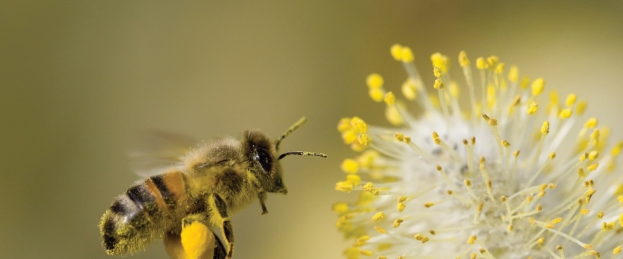 Leading Suppliers of Modern Beekeeping Equipment