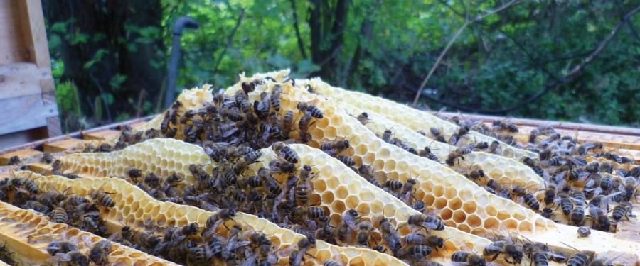 Leading Suppliers of Modern Beekeeping Equipment